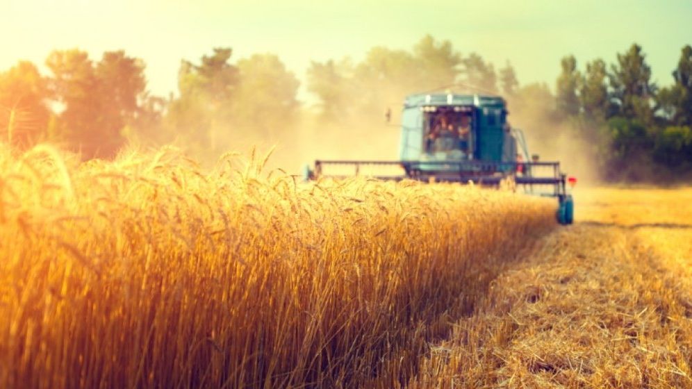 Bursa cerealelor: cum au evoluat preturile la poarta fermei inainte de inceperea recoltarii din 2018