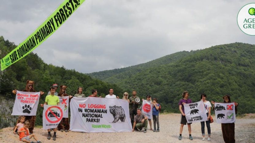 Zeci de hectare de padure urmeaza sa fie DISTRUSE pentru un drum