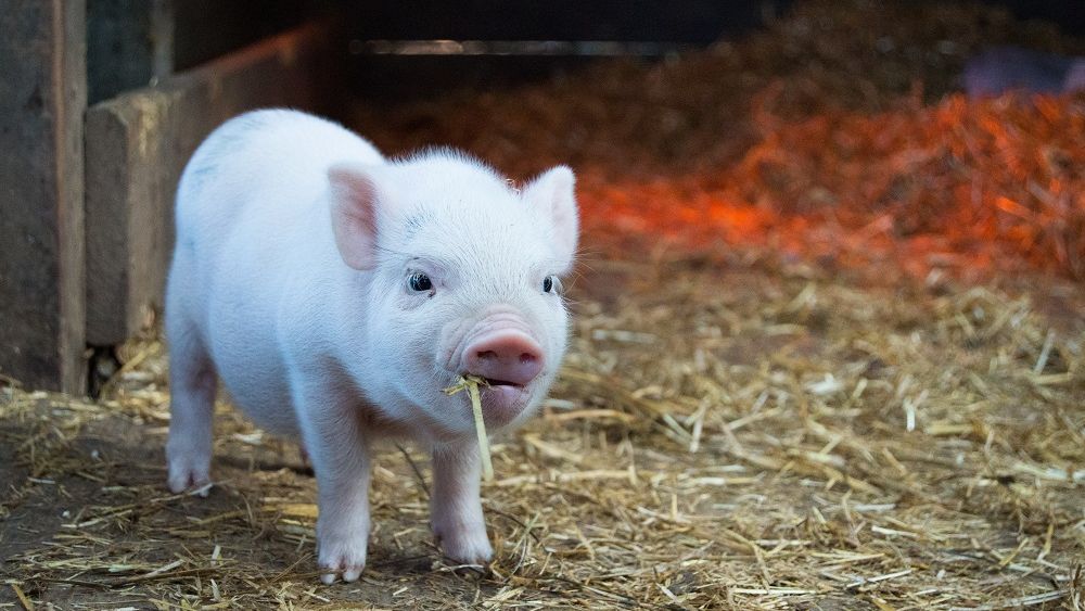 Nicu Vasile, Ligia Asociaţiilor Producătorilor Agricoli din România: Prețul cărnii de porc ar putea crește cu 20% în acest an