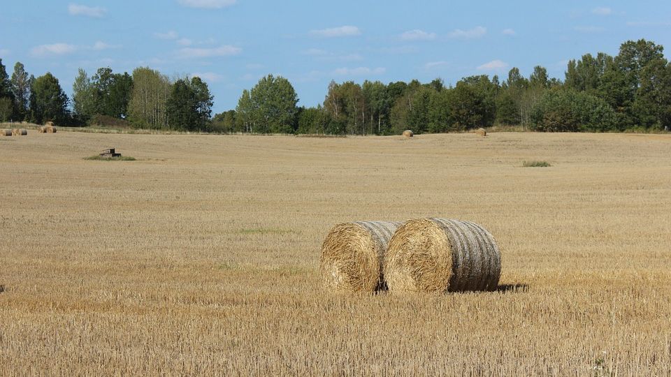 Se cauta sefi de ferma, dar nu se gasesc nici la 1.500 de euro pe luna