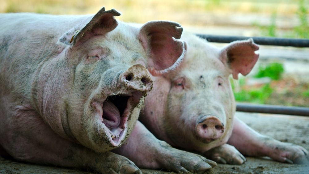 Pesta Porcina Africana evolueaza in 25 de judete. Aproape 500.000 de porci, sacrificati