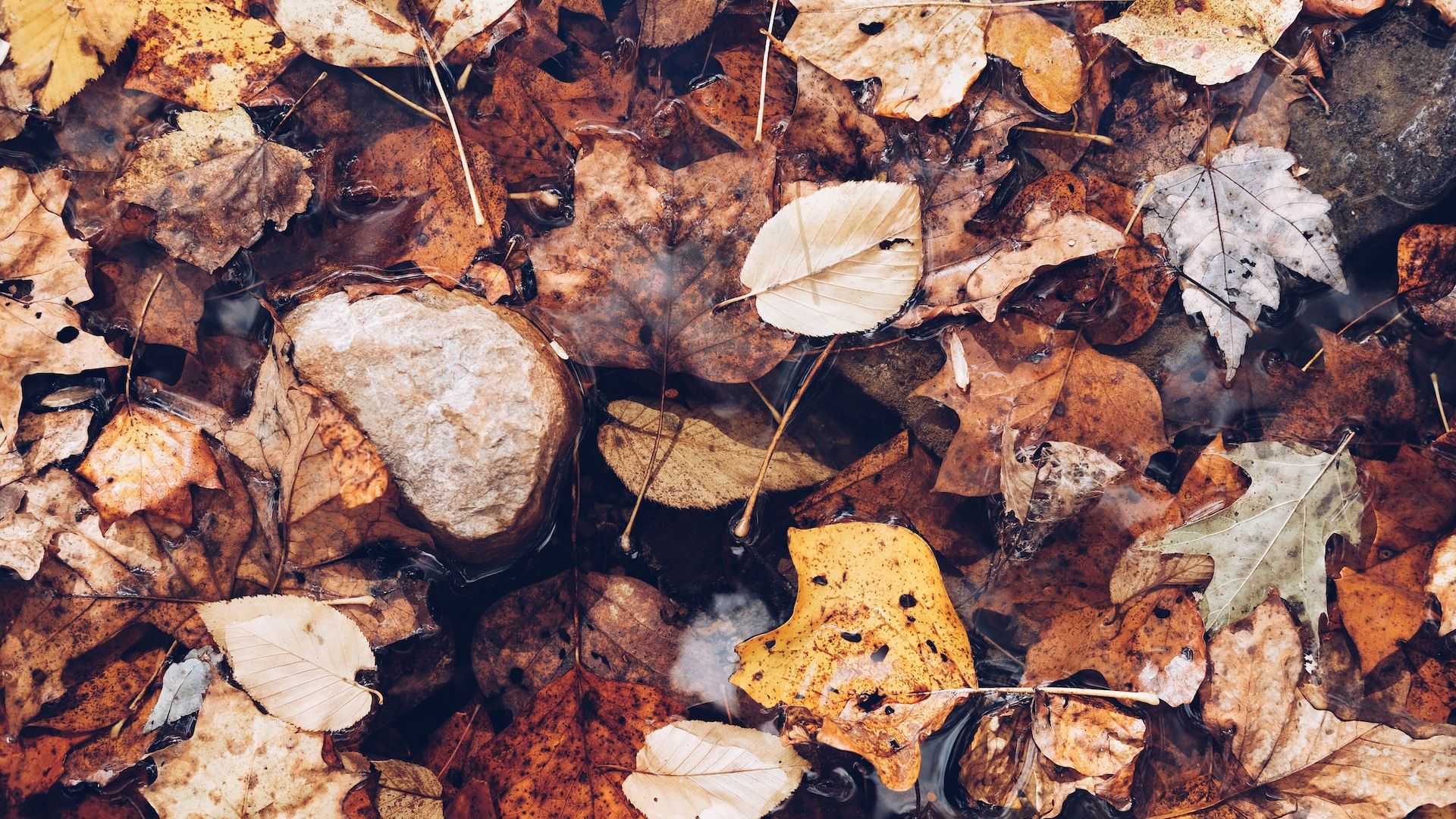 Peisagist: E bine să lăsăm frunzele uscate pe sol, să nu le strângem, așa e și la Versailles. La noi se pune gazon peste tot