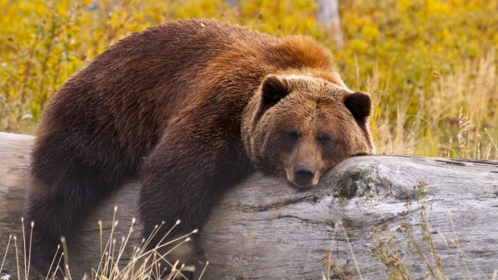 Atacurile urșilor s-au înmulțit. Neagu, APM: Am ajuns grădina zoologică a României și a Europei