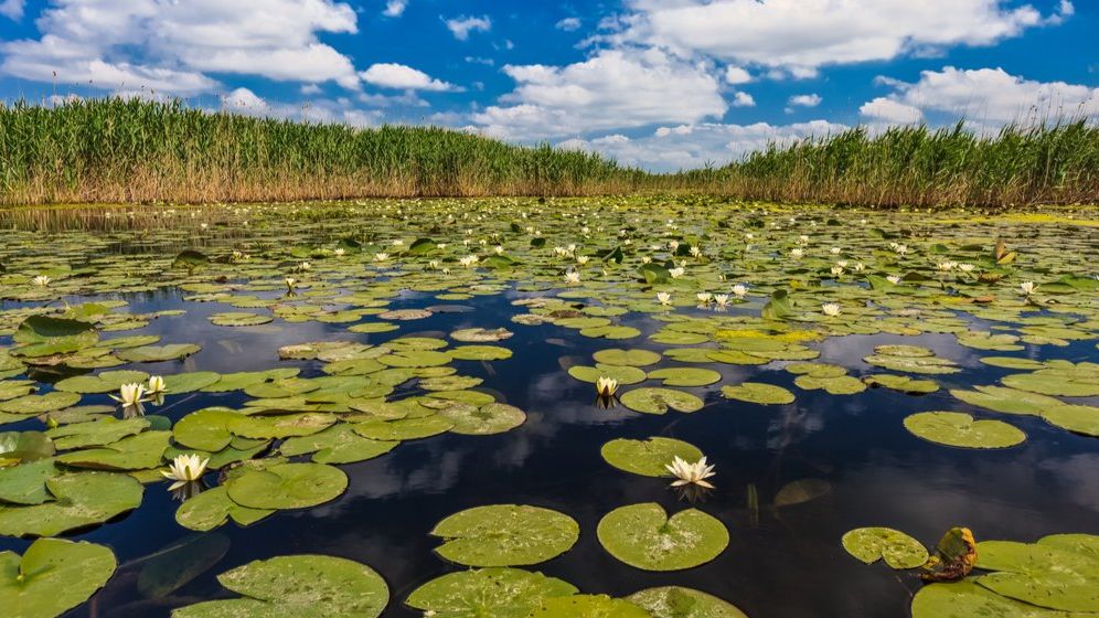 Situaţia din Ucraina afectează turismul în Deltă