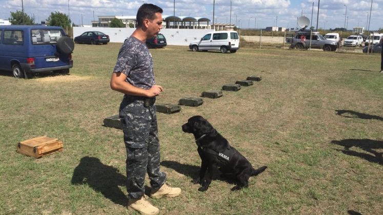 Vama va avea in premiera caini care pot depista daca ai bani numerar