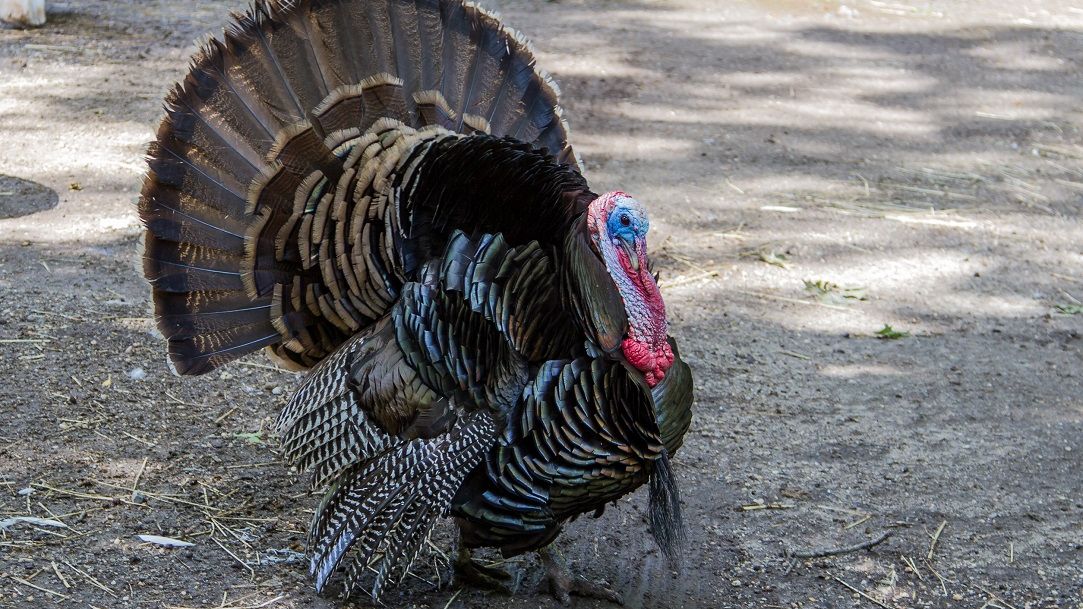 Carne de curcan din zona focarelor de gripa aviara din Ungaria a ajuns in Romania