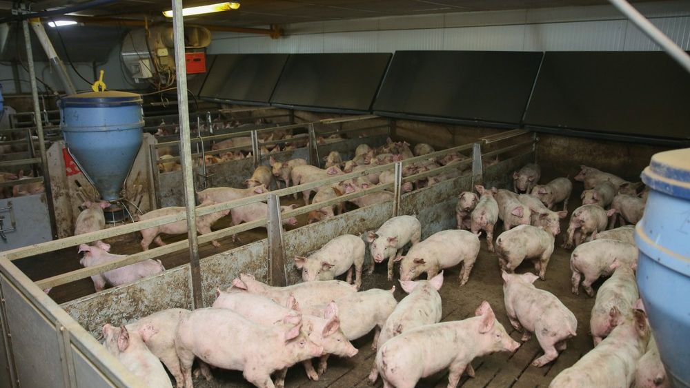Un bucurestean creste 34 de porci in cartierul Obor. Inspectorii veterinari spun ca e igienic