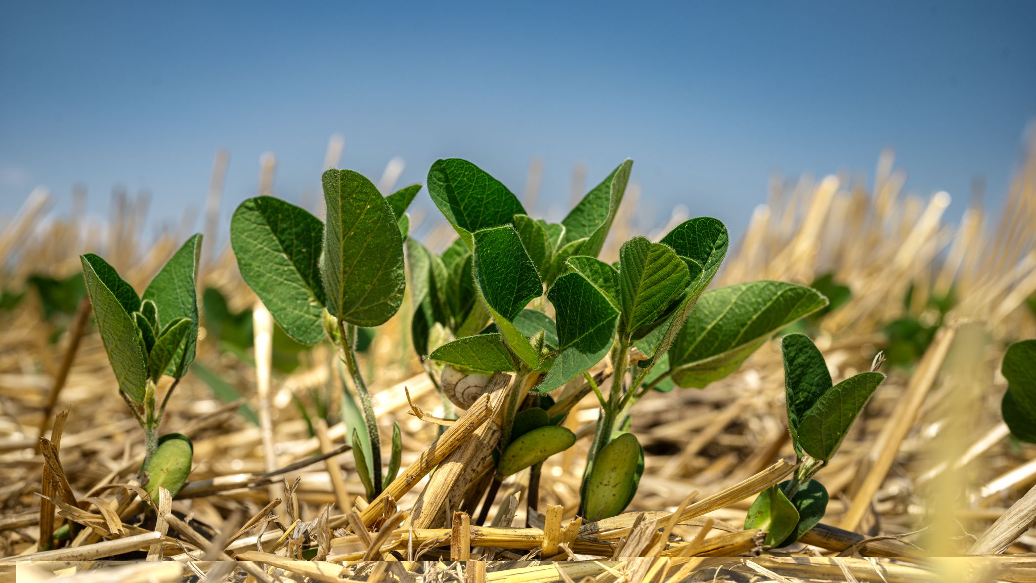 Cum pot câștiga fermierii bani din certificatele de carbon. Soluțiile pentru România ale liderului european în domeniu, Agreena