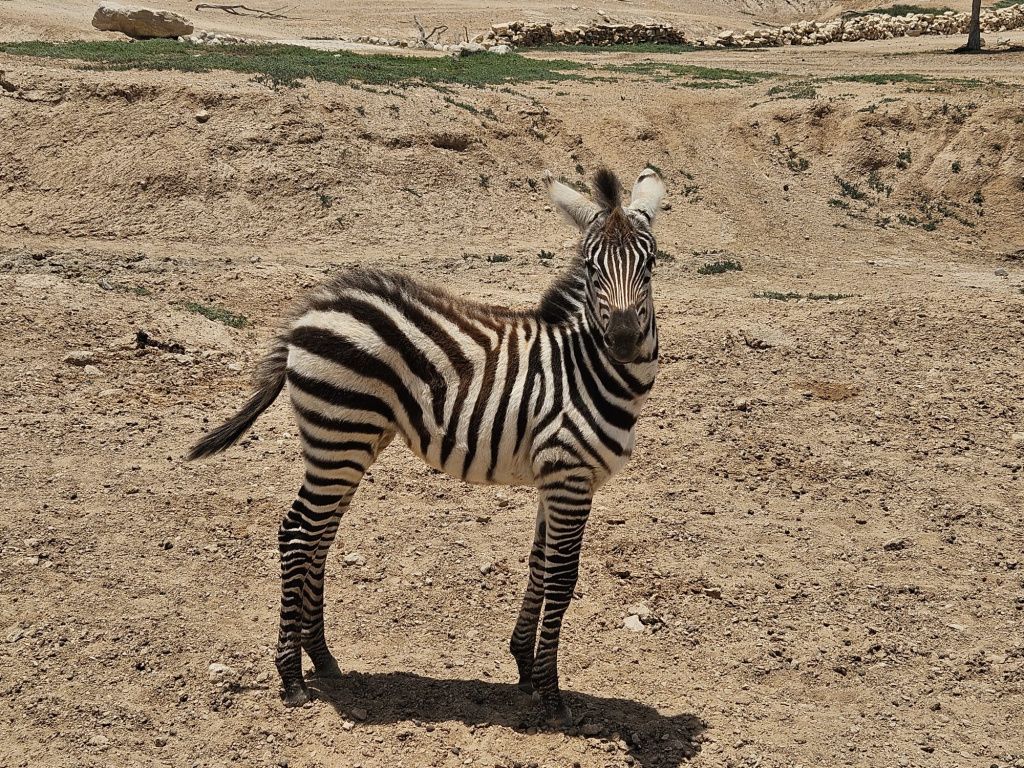 Abu Dhabi - Imagine 80