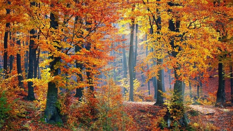 Romania este printre ultimele tari din UE la acoperire forestiera. 2,2 milioane hectare asteapta sa fie impadurite