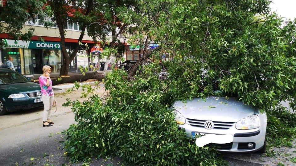 Cimentarea copacilor duce, "surprinzator", la primele incidente
