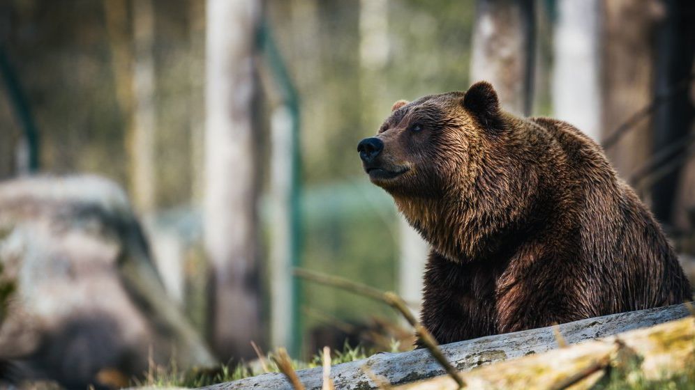 Prezenta unor ursi semnalata in zone locuite din Brasov, Fagaras si Predeal
