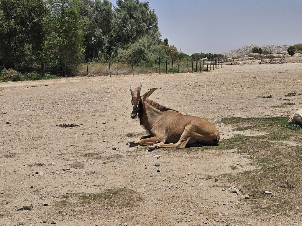 Abu Dhabi - Imagine 79