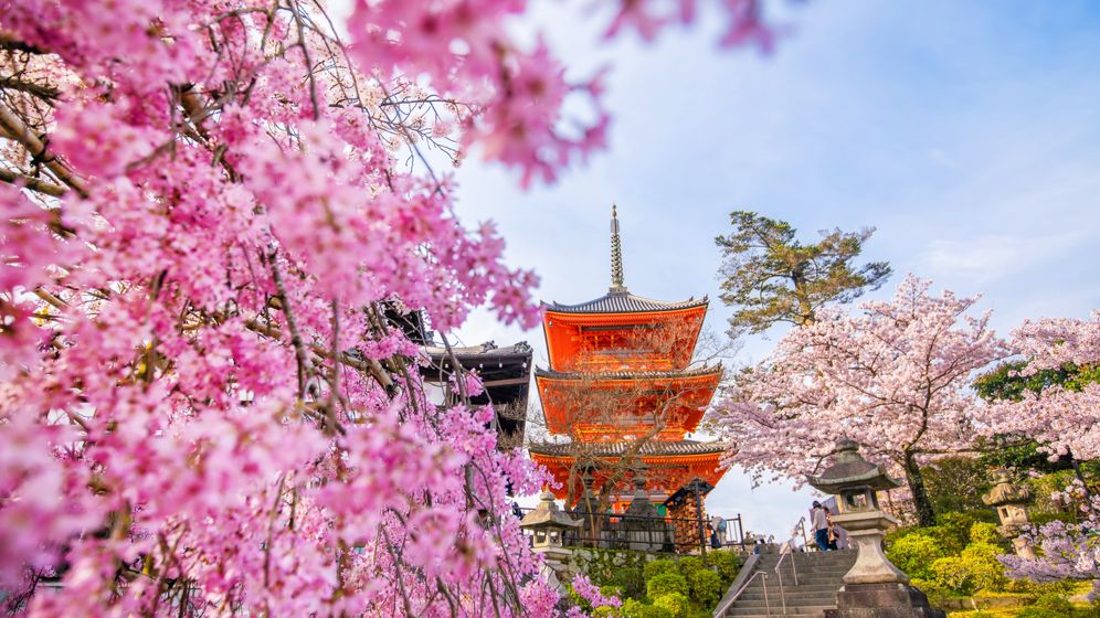Cireșii din Japonia au înflorit mult mai devreme, semn îngrijorător al încălzirii globale
