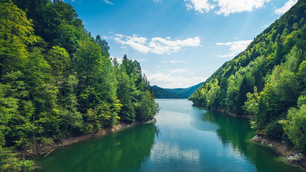 Greenpeace Romania lanseaza Forest Guardians, aplicatia prin care pot fi raportate taierile ilegale de paduri