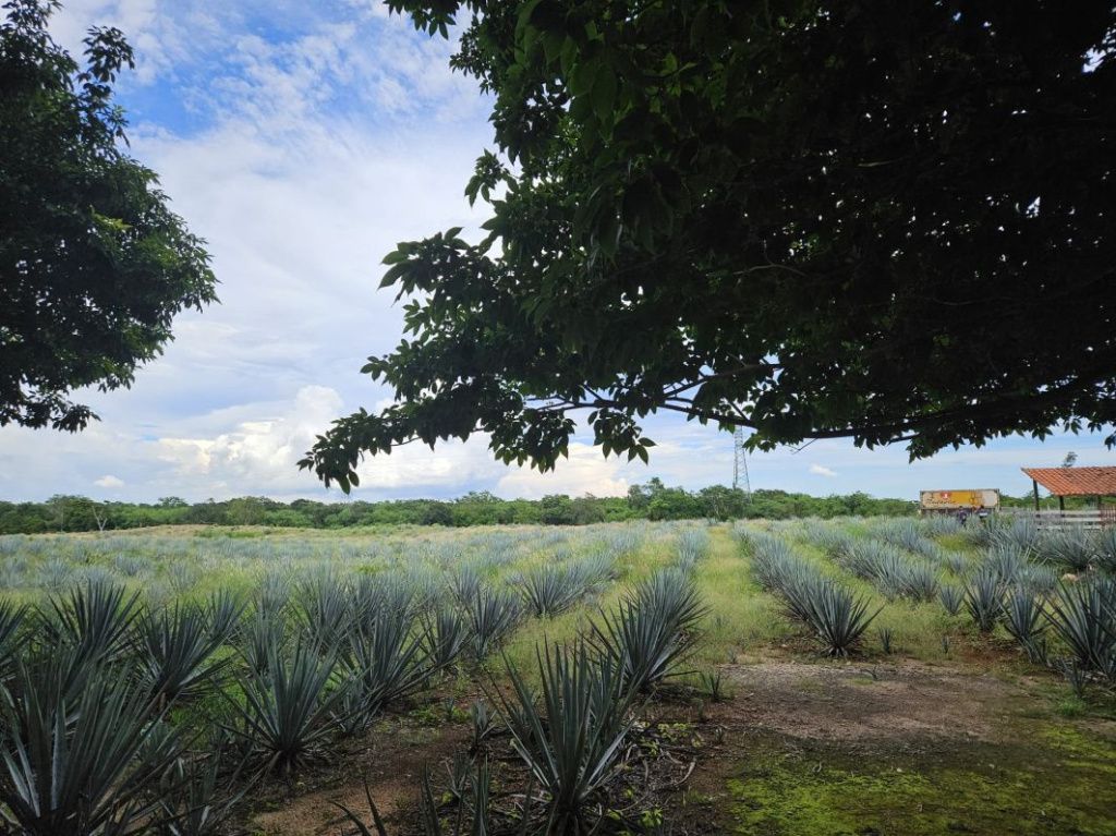 Mexic Peninsula Yucatan - Imagine 34