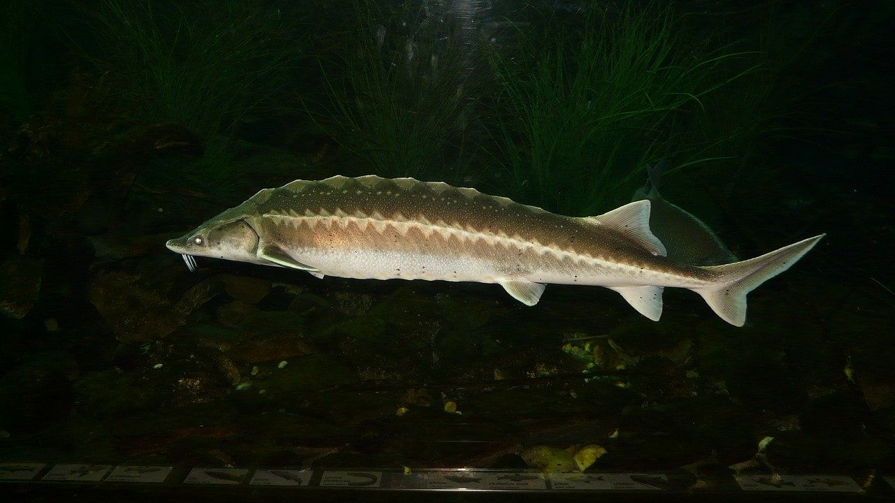 Braconajul afectează fauna din Dunăre. Sturionii, în pericol
