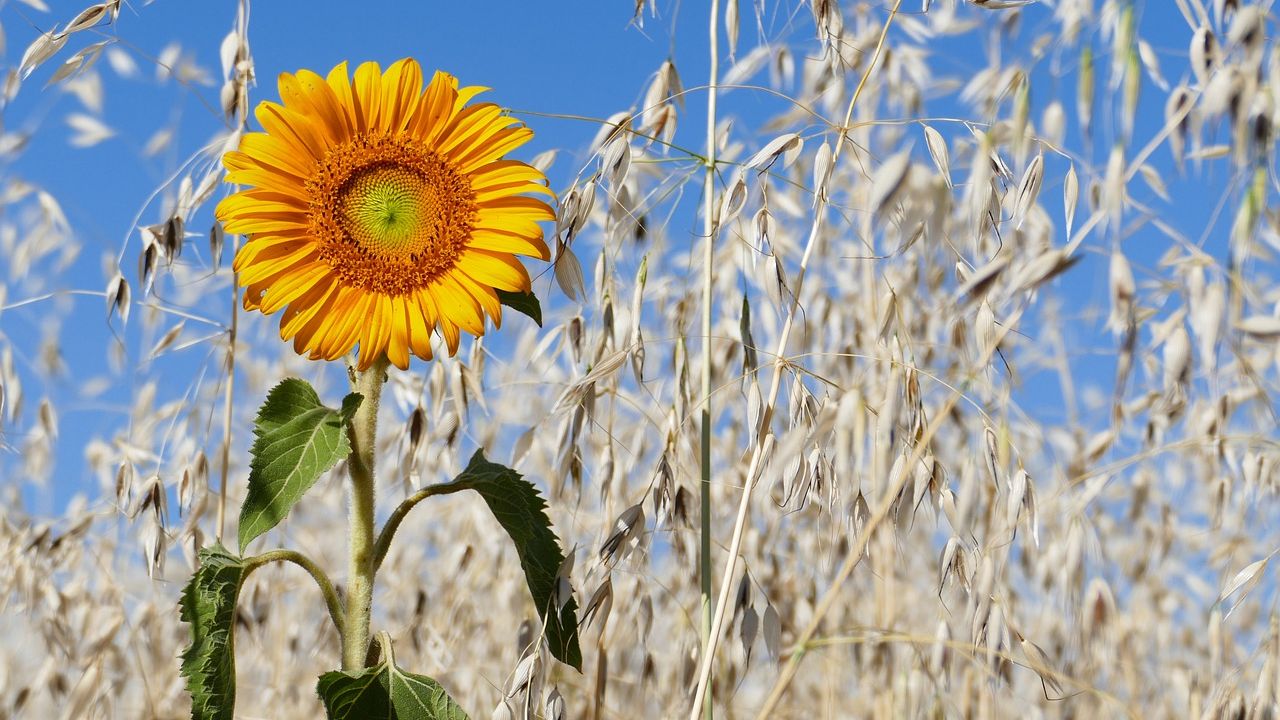 Ministrul Agriculturii: România are stocuri până dupa noua recoltă