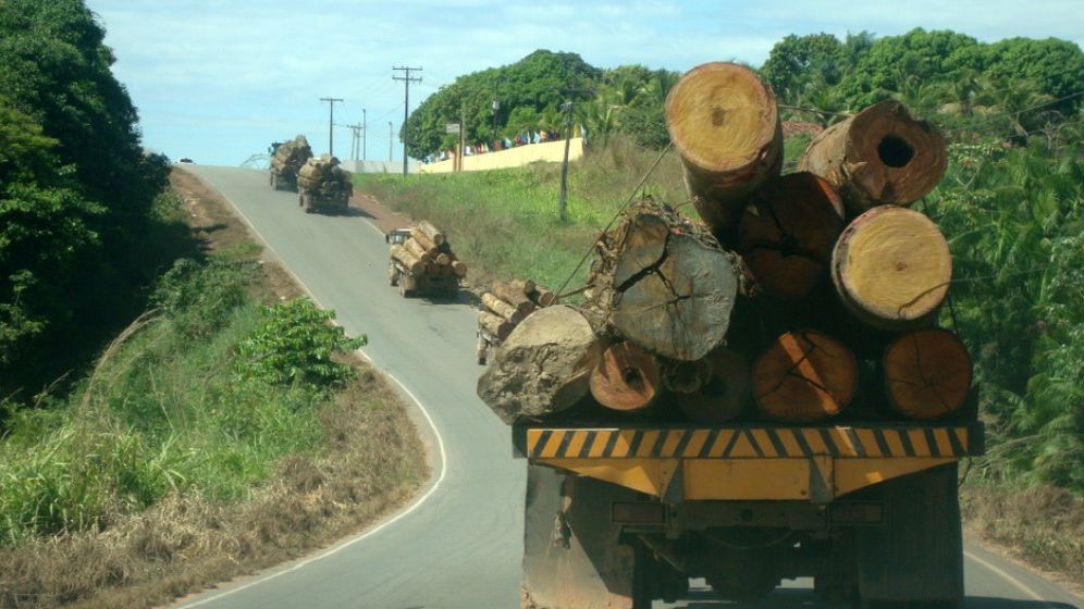Lumea a pierdut 178 milioane de hectare de pădure în ultimele trei decenii, o suprafaţă de dimensiunea Libiei