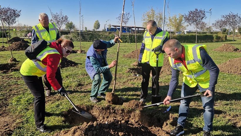 ANPM a plantat cea mai mare alee de cireși japonezi din România