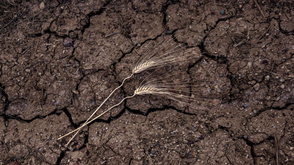 Dezastrul din agricultura românească, în cifre. Din peste 4 milioane de hectare cultivate, numai aproape 700.000 sunt irigate