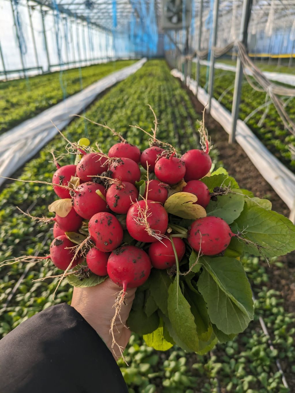 Legume și fructe bio, comandate online: Froopt.ro pregătește abonamente și crește pe zona comen - Imagine 14