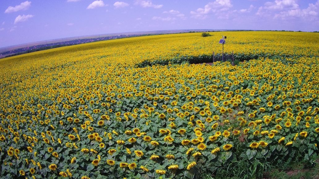 (P) Agricultura smart pentru rezultate predictibile