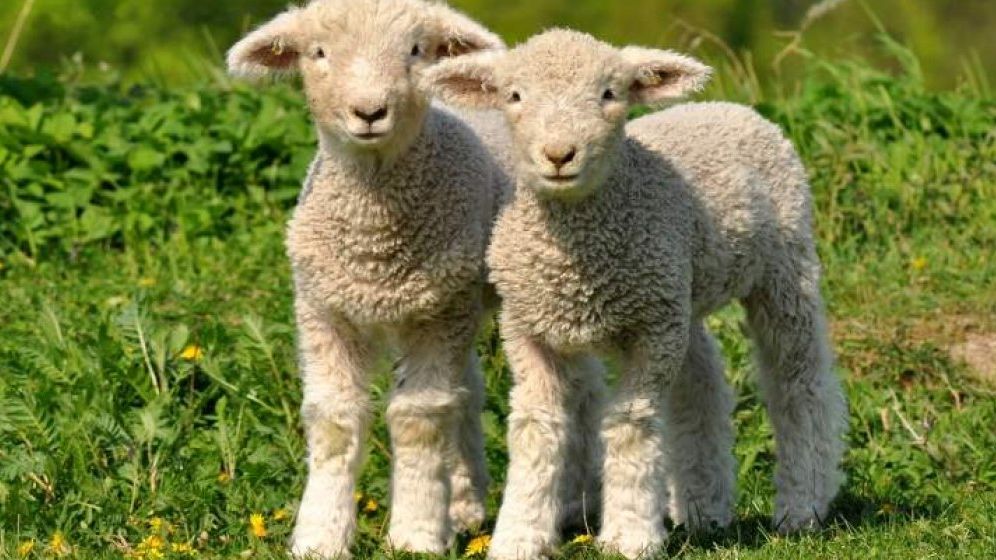 Ciobanii vor să taie mieii în ferme și sa îi vândă la porți, pentru a evita piețele