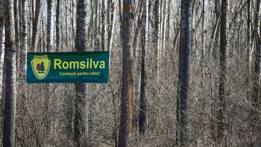 Mită de aproape 1 milion de euro la Romsilva: detaliile oferite de DNA