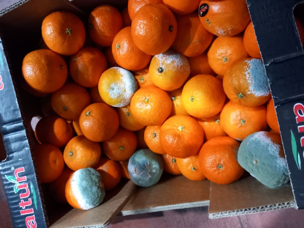 FOTO | ANPC controlează depozitele de fructe și legume: au fost oprite din comercializare 200 de t - Imagine 7