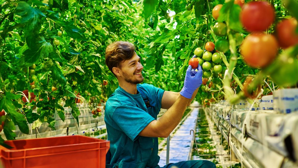 5 afaceri profitabile in domeniul agriculturii pe care le poti incepe cu investitii mici