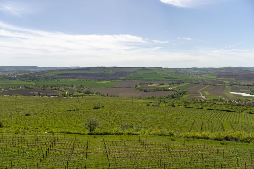 GALERIE FOTO: Cum arată crama Villa VinÃ¨a, după cele 2 milioane de euro investite în extinderea - Imagine 11