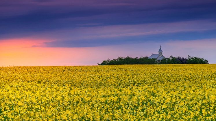 Recolta 2017: 1,4 tone de cereale pe cap de locuitor. Care sunt culturile agricole cu cele mai mari recolte din istorie?