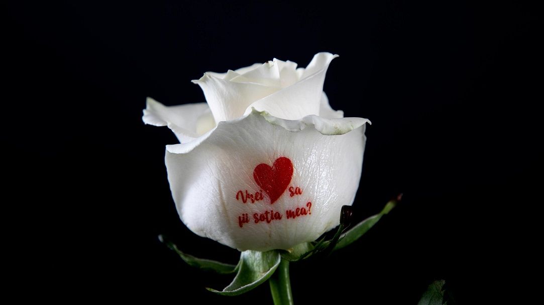 FlorideLux.ro lansează serviciul de imprimare a mesajelor personalizate pe flori: prețul variază între 27 și 47 de lei per fir în funcție de tipul mesajului ales