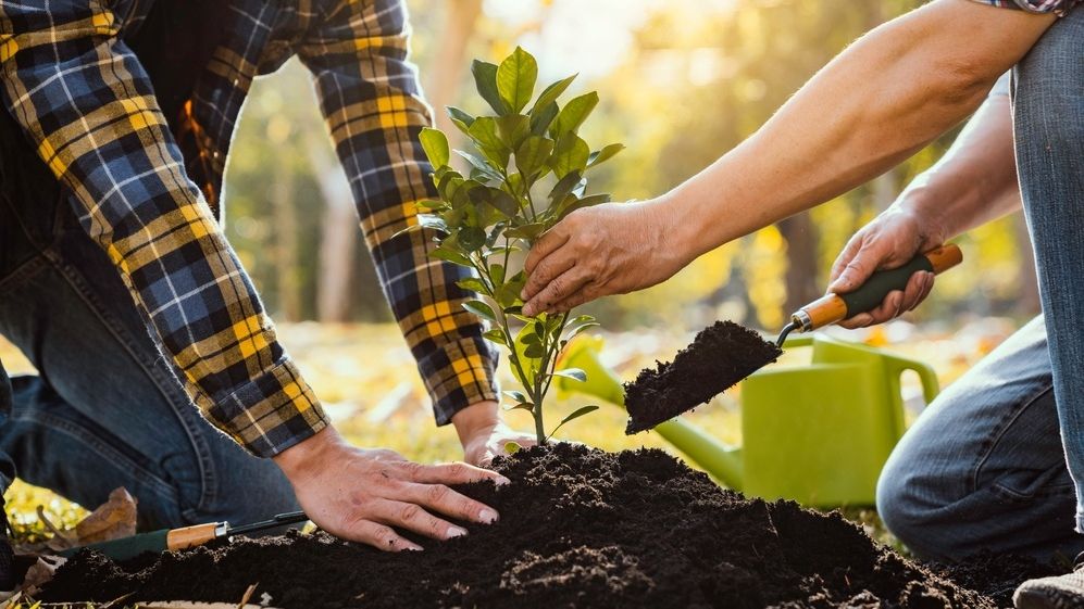Bucureștenii sunt chemați să planteze copaci în Parcul Tineretului. Anunțul făcut de Primărie
