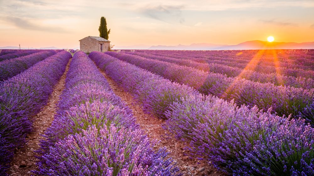 Poveste antreprenoriala cu miros de lavanda: ce planuri are Careless Beauty