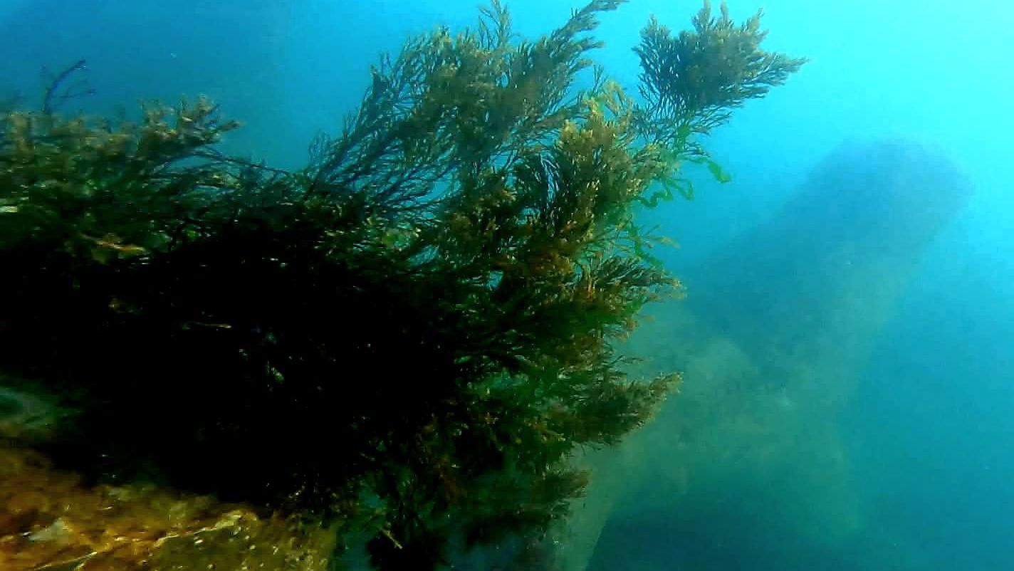 Nu e o glumă! România inaugurează pajiști submarine și recife artificiale