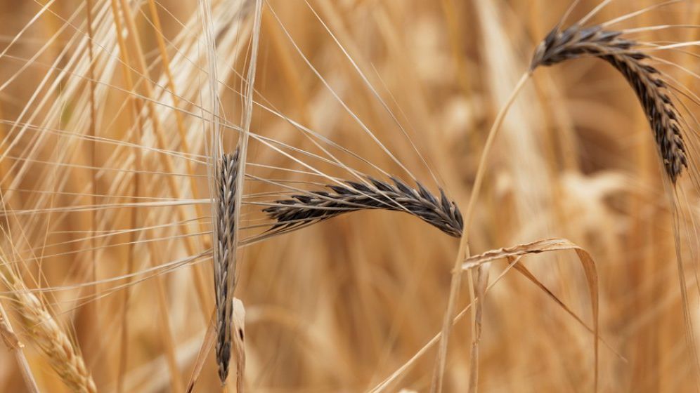 Ministrul Agriculturii: Producţia de grâu din acest an ar putea fi de 5 - 5,5 milioane de tone