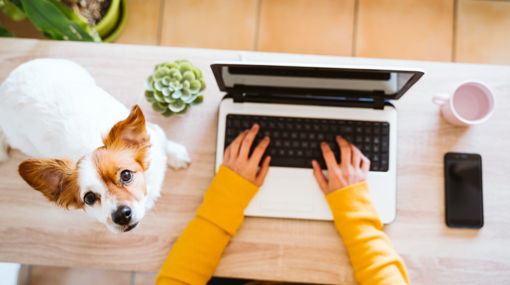 Birourile pet-friendly, mai importante pentru angajați decât beneficii precum concediul parental sau asigurarea medicală