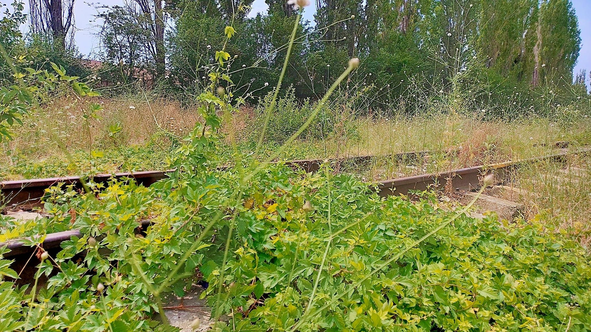 FOTO | Ciprian Ciucu vrea să construiască cel mai mare parc liniar din Europa. Unde și când va fi acesta gata