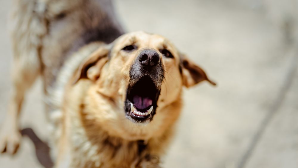 Femeie din București, ucisă după ce a fost atacată de un câine pe care-l adoptase