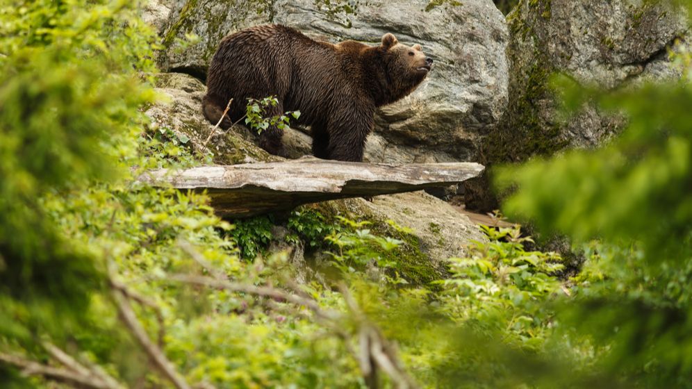 Ministrul Mediului spune că s-ar putea da undă verde împușcării urșilor agresivi