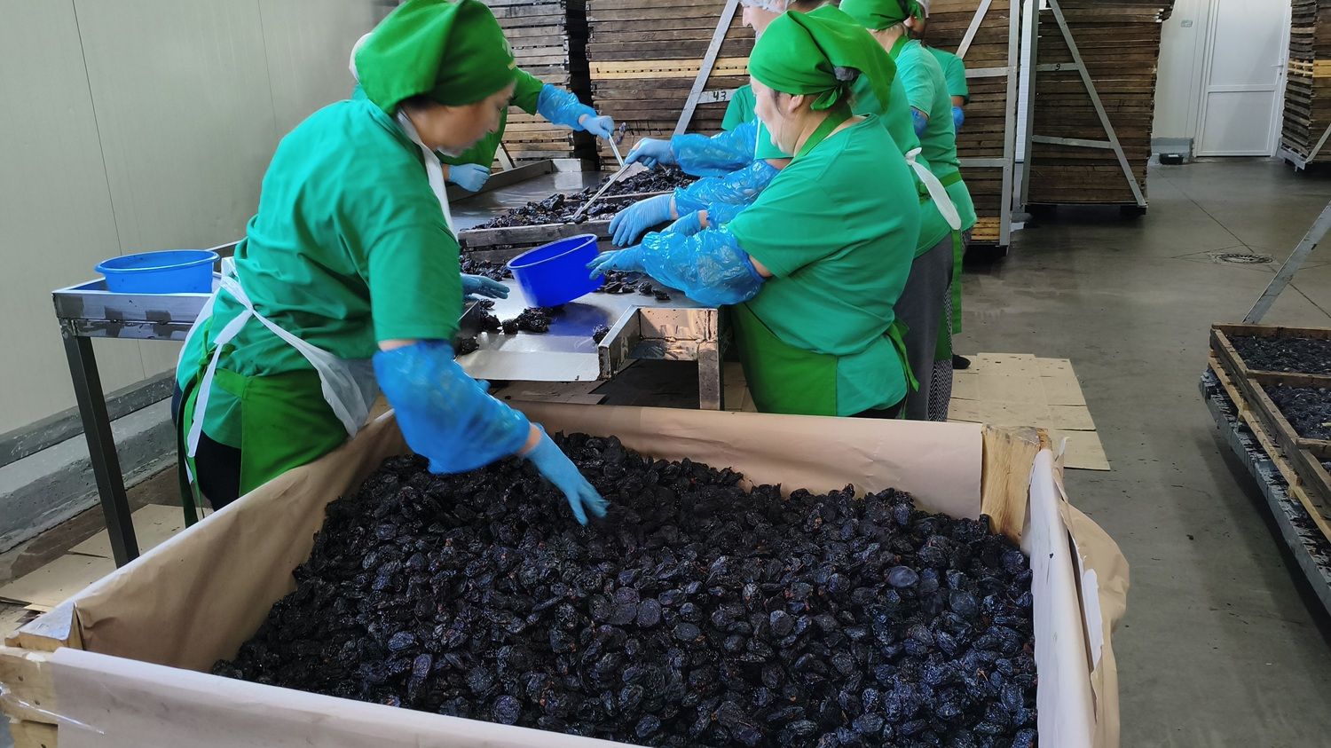 [FOTO] În fabrica furnizorului de fructe uscate care vinde prin Kaufland, Lidl și Selgros. Hale abandonate transformate într-o afacere de familie moldovenească - Poza 1