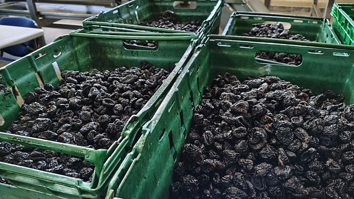 [FOTO] În fabrica furnizorului de fructe uscate care vinde prin Kaufland, Lidl și Selgros. Hale abandonate transformate într-o afacere de familie moldovenească - Poza 10