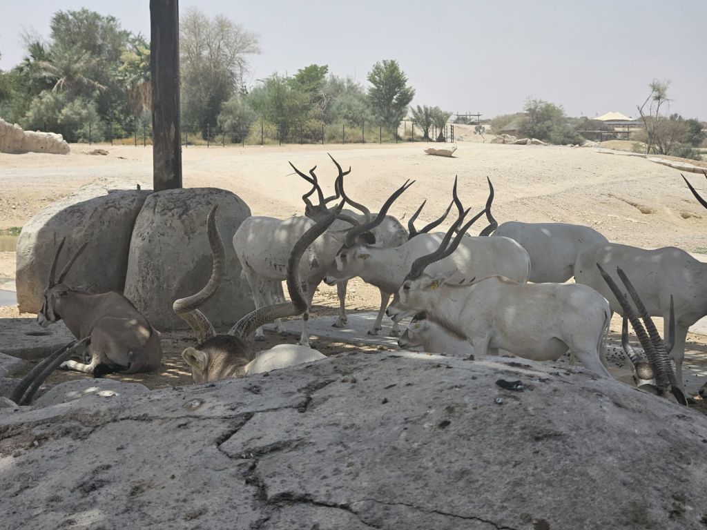 Abu Dhabi - Imagine 87