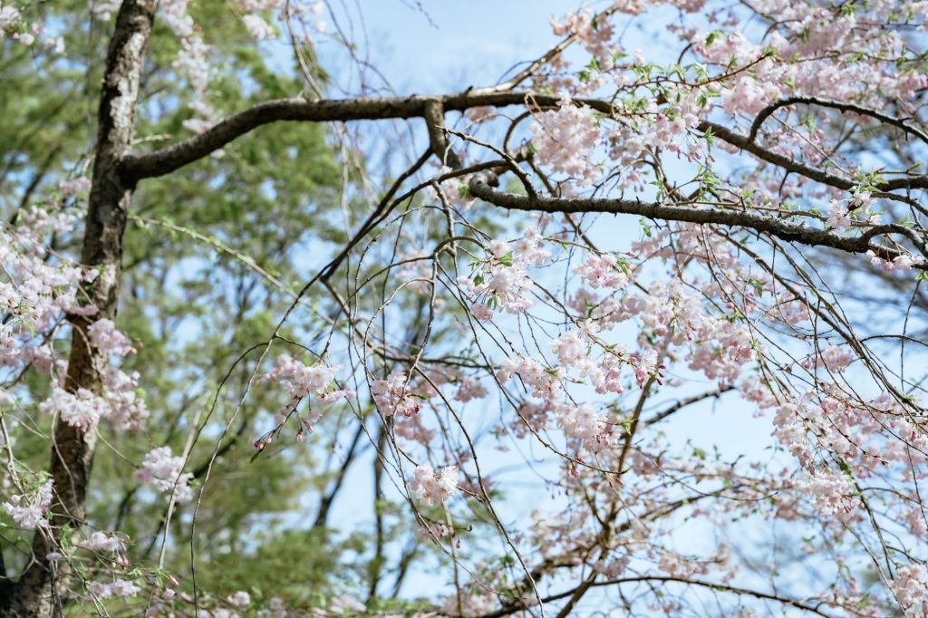 Cireșii din Tokyo, luați cu asalt de turiștii din întreaga lume - Imagine 3
