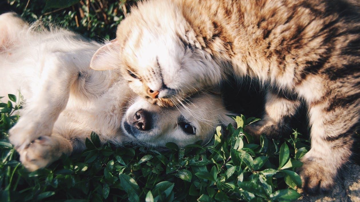 Costul îngrijirii unui animal de companie