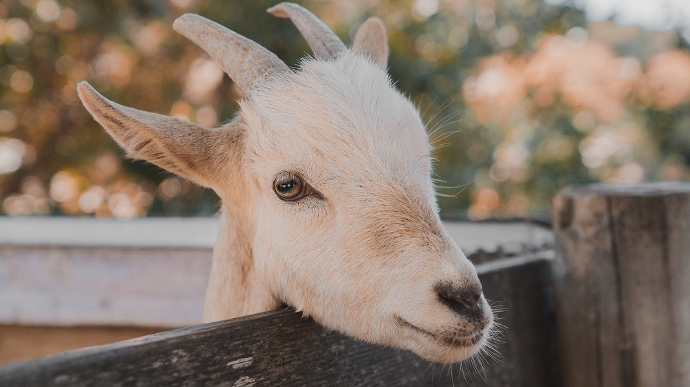 Exporturile de ovine și caprine din România, la un pas de reluare. Ce se schimbă după aprobarea la Bruxelles a Planului de Acțiune