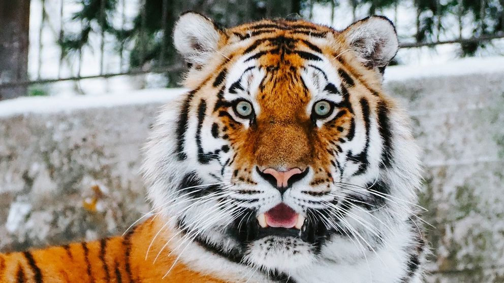 România, din nou ”tigrul” Europei. Cea mai mare creștere economică din UE