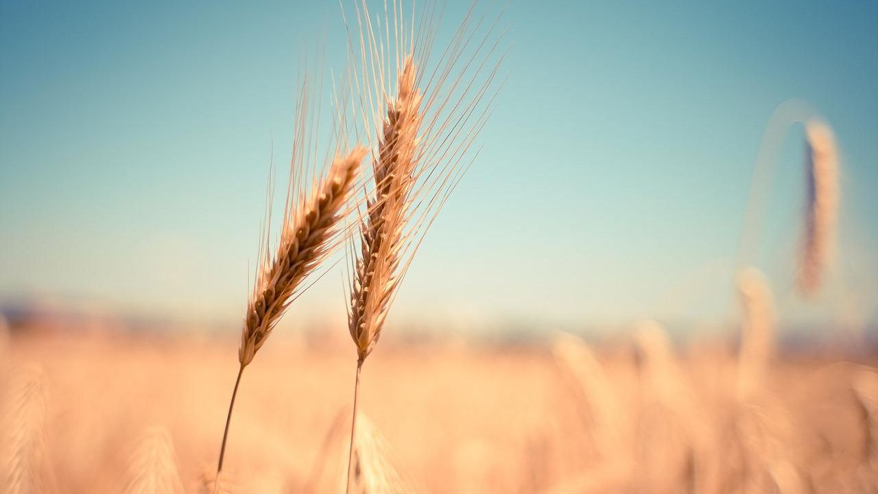 De-a șoarecele și pisica: Ucraina acuză Turcia că achiziționează cerealele furate de ruși